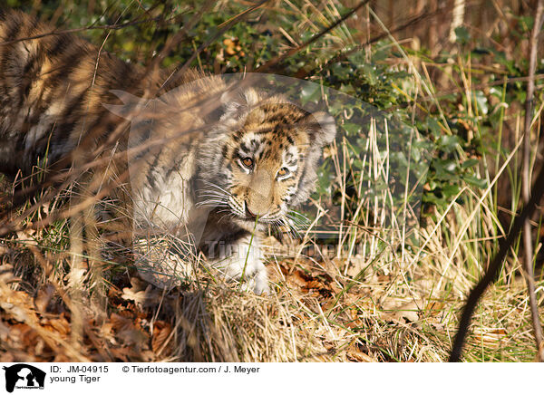 young Tiger / JM-04915