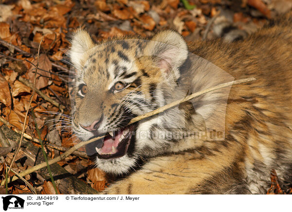 junger Tiger / young Tiger / JM-04919