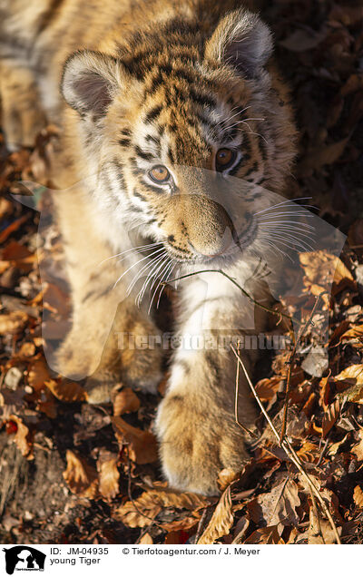 junger Tiger / young Tiger / JM-04935
