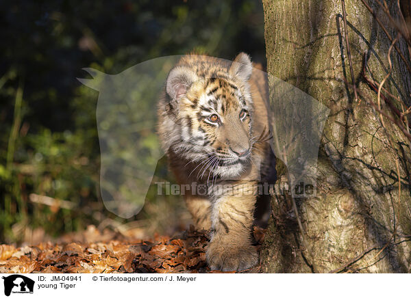junger Tiger / young Tiger / JM-04941