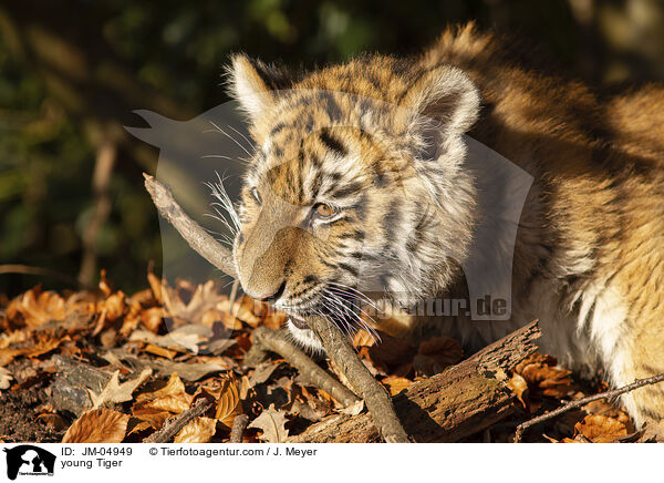 junger Tiger / young Tiger / JM-04949
