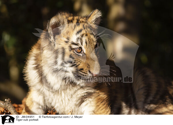 junger Tiger Portrait / Tiger cub portrait / JM-04951
