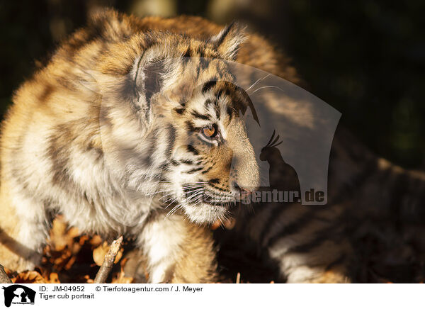 junger Tiger Portrait / Tiger cub portrait / JM-04952