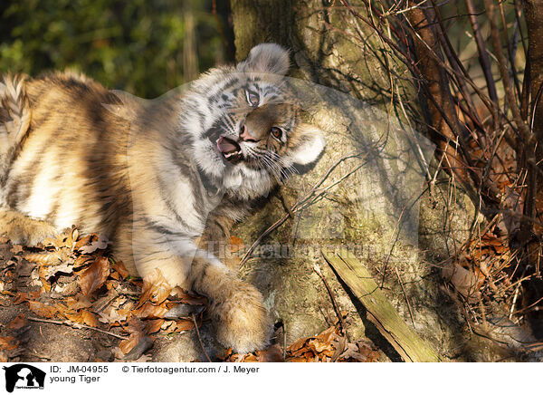 junger Tiger / young Tiger / JM-04955