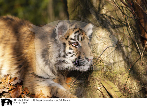 junger Tiger / young Tiger / JM-04958