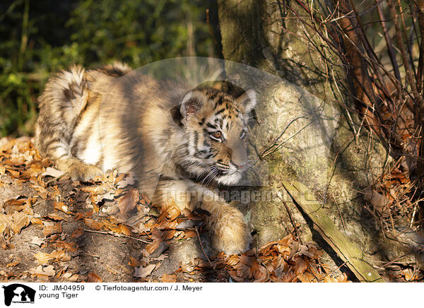 junger Tiger / young Tiger / JM-04959