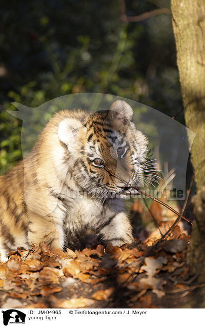 junger Tiger / young Tiger / JM-04965