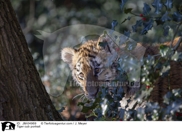 Tiger cub portrait / JM-04969