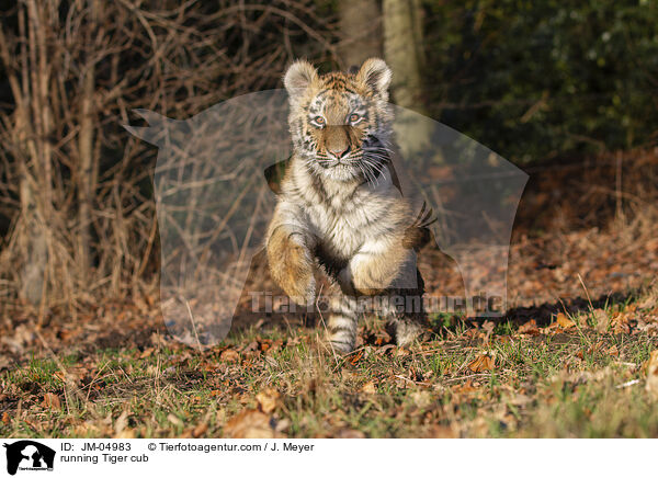 rennender junger Tiger / running Tiger cub / JM-04983