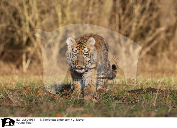 junger Tiger / young Tiger / JM-04984