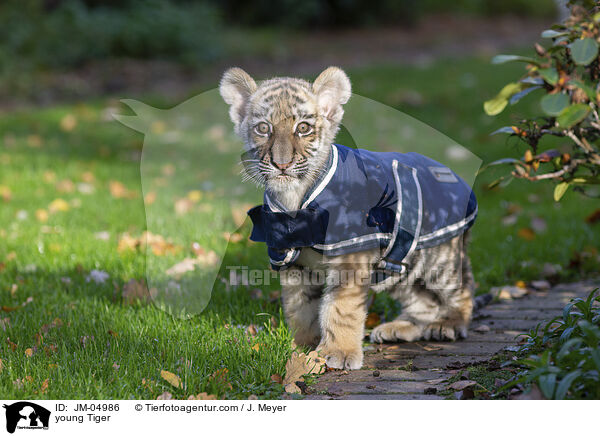 junger Tiger / young Tiger / JM-04986