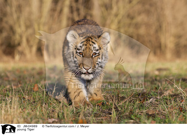 junger Tiger / young Tiger / JM-04989