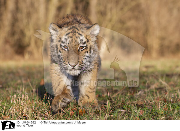 junger Tiger / young Tiger / JM-04992