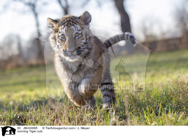 rennender junger Tiger / running Tiger cub / JM-04995