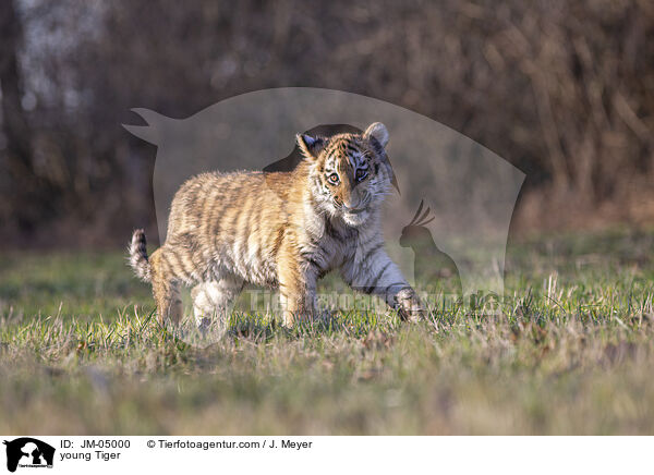 junger Tiger / young Tiger / JM-05000