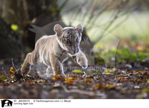 rennender junger Tiger / running tiger cub / JM-05010