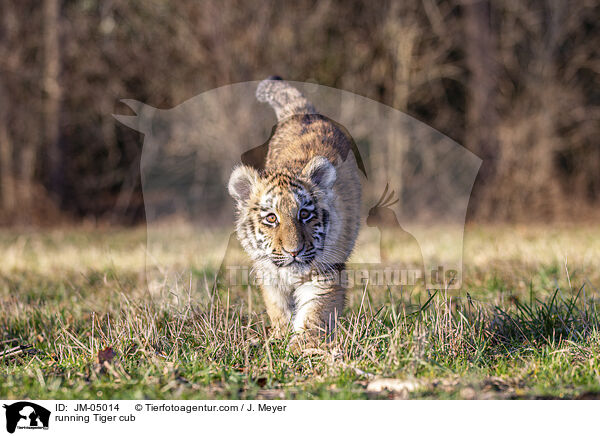rennender junger Tiger / running Tiger cub / JM-05014