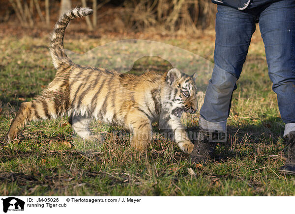 rennender junger Tiger / running Tiger cub / JM-05026