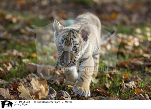young Tiger / JM-05031