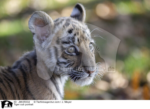 junger Tiger Portrait / Tiger cub portrait / JM-05032