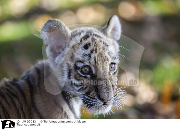 junger Tiger Portrait / Tiger cub portrait / JM-05033