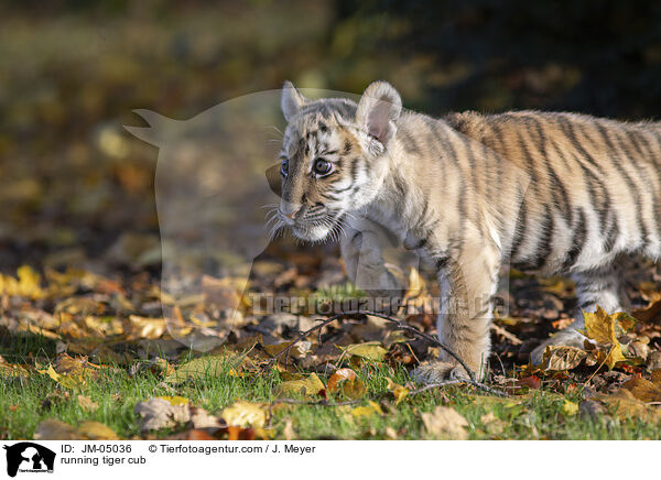 rennender junger Tiger / running tiger cub / JM-05036