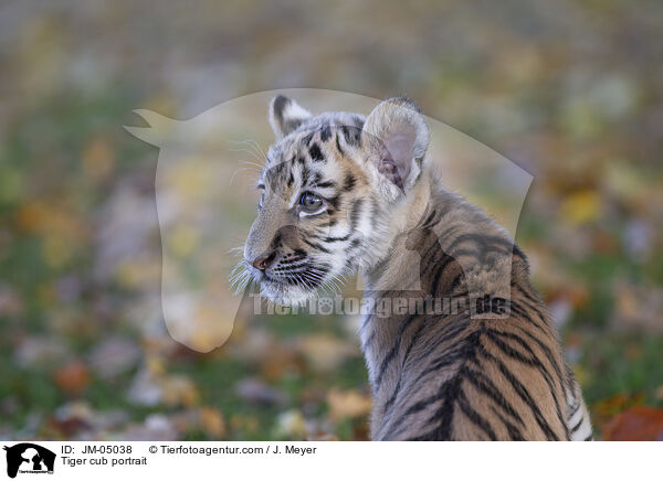 junger Tiger Portrait / Tiger cub portrait / JM-05038