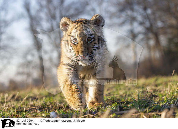 rennender junger Tiger / running tiger cub / JM-05044