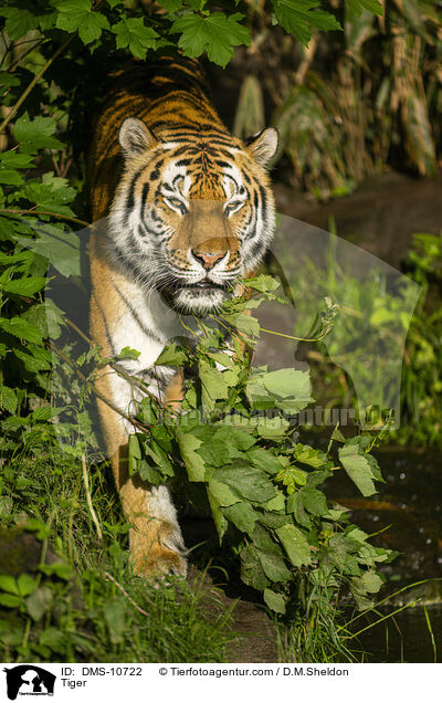 Tiger / Tiger / DMS-10722