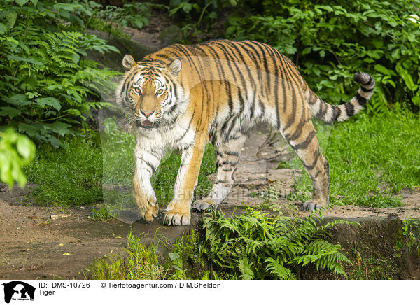Tiger / Tiger / DMS-10726