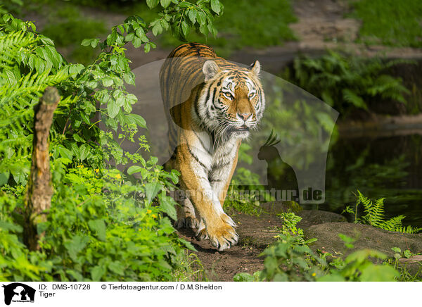 Tiger / Tiger / DMS-10728