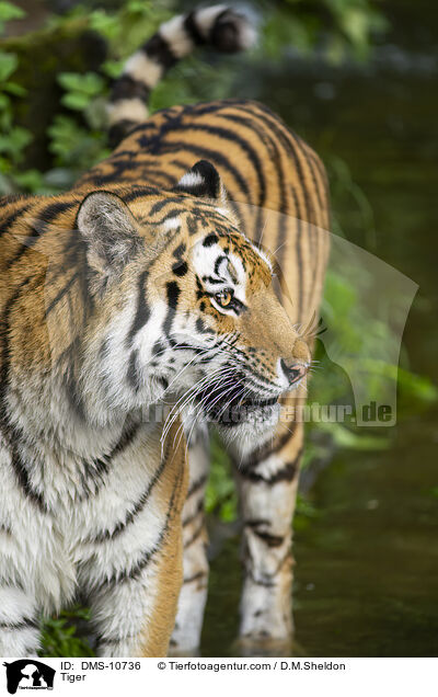 Tiger / Tiger / DMS-10736