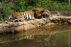 sleeping tiger