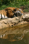 sleeping tiger