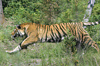 Siberian Tiger