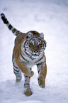 Siberian Tiger