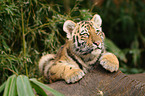 young tiger