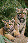 young tigers