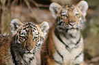 young tigers