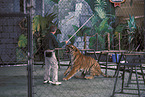 Tiger in circus