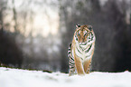 walking Tiger