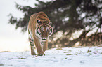 walking Tiger