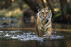 walking Tiger