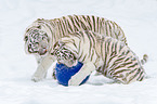 white Tiger