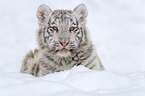 white Tiger