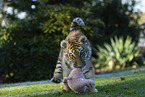 running Tiger cub