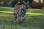 running Tiger cub