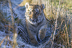 young Tiger