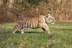 running Tiger cub