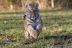 running Tiger cub